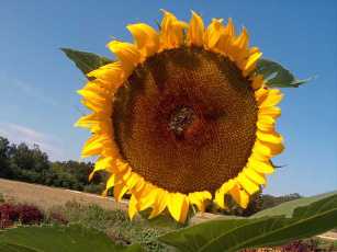 Broad Sunflower head, Courtesy of Missouri Botanical Plant Finder